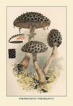 Strobilomyces Strobilaleus by W. Hamilton Gibson - Art Print - $21.99+