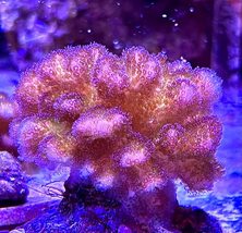 Pink Pocillopora Damicornis  - £30.33 GBP