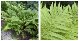 5 Lady Fern Athyrium filix -femina WOODLAND FERNS BARE ROOT - $44.93