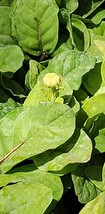Grand Duke of Tuscany Jasmine Starter Live Plant 3 to 5&quot; tall~Super Frag... - $25.00