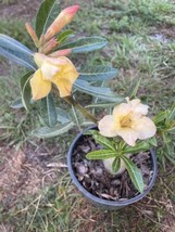 Adenium Obesum Grafted Plant Desert Rose Yellow - £27.24 GBP