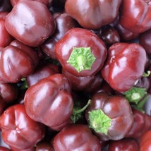 Mini Chocolate Bell Pepper Seeds Organic US Fast Shipping - $40.48 MXN