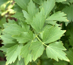 200+ Lovage Seeds Harvest Herb Non-Gmo Great Taste Fresh Garden - £4.62 GBP