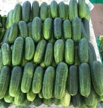 HGBO Wisconsin Pickling Smr Cucumber Seeds 25 Seeds Fresh Seeds For 2023... - $8.72