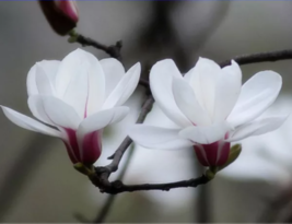 White Yulan Magnolia Tree Seeds, 10 Seeds - £7.61 GBP