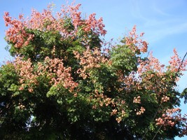 7 Live Clippings - Golden Rain Tree - Wild Grown Organic Beautiful Gener... - £23.86 GBP