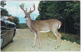Postcard Animal Deer Looking For Handout Algonquin Park Ontario - £2.31 GBP