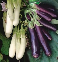 Eggplant Seeds Asian Chinese Long Purple Or White Better Tasty Soft &amp; Te... - £7.07 GBP