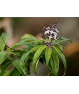 Aloysia citrodora seeds Lemon verbena triphylla Beebrush cidron lippia herb seed - $10.55 - $52.77