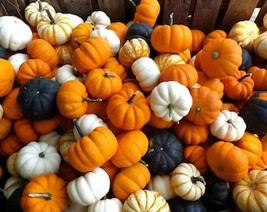 20 Mini Mix Pumpkin Miniature Cucurbita Pepo White Green Orange Striped Vegetabl - $10.45