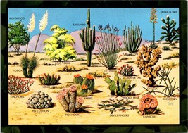Cacti &amp; Desert Flora of the Great Southwest Various Cactus Saguaro VTG Postcard - £7.51 GBP