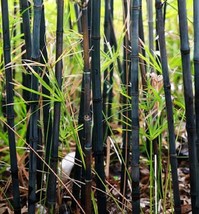 Must‑Have 50 Black Bamboo Privacy Plant Garden Exotic Shade Screen - $6.76