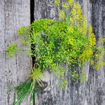 4000 Dill Seeds - $9.58