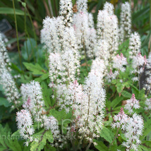 12 wild foam flower,Tiarella cordifolia - £5.99 GBP