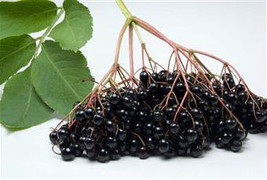 7 Giant Black Elderberry Seeds-1016A - £3.18 GBP