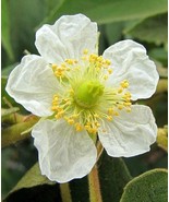 AW Muntingia Calabura Calabura Panama Berry Capulinjamaican Cherry 200 S... - $18.06 CAD