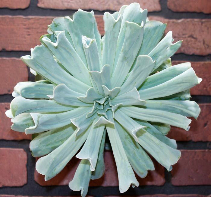 ECHEVERIA RUNYONII Topsy-Turvy rare succulent hen and chicks plant seed 15 SEEDS - $8.99