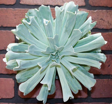 ECHEVERIA RUNYONII Topsy-Turvy rare succulent hen and chicks plant seed 15 SEEDS - £7.07 GBP