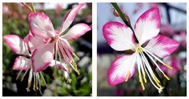 USA Seller - Gaura Rosy Jane Whirling Butterflies Perennial Live Plant Q... - $50.98