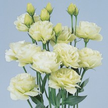 Floral Lisianthus Seeds Rosita Green 25 Pelleted Seeds Flower Seeds Cut Flowers  - $15.95