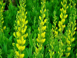 Yellow Indigo 100 Seeds Baptisia Sphaeracarpa Fresh Gardening USA SELLER - £6.64 GBP