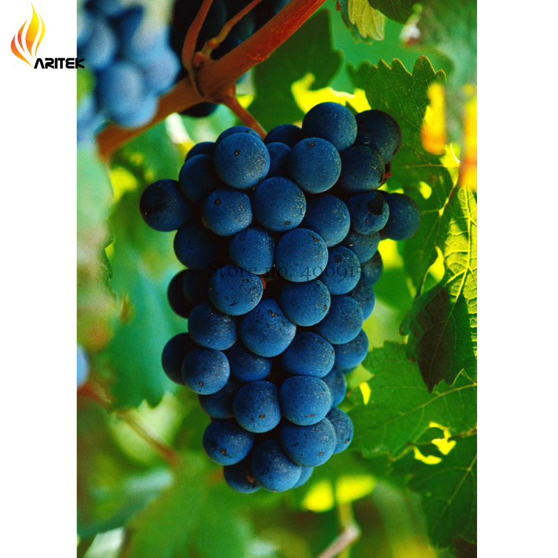 Xinjiang Summer Black Grape Fruits 15 Seeds Juicy Tasty Organic Seeds E3... - $6.72