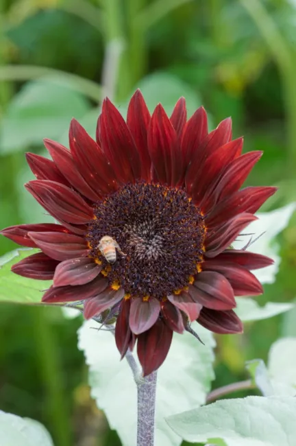 25 Chocolate Cherry Sunflower Helianthus Annuus Red &amp; Brown Flower Seeds Fresh G - £14.18 GBP