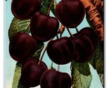 Cluster of Tartarian Cherries UNP DB Postcard Z5 - $2.92