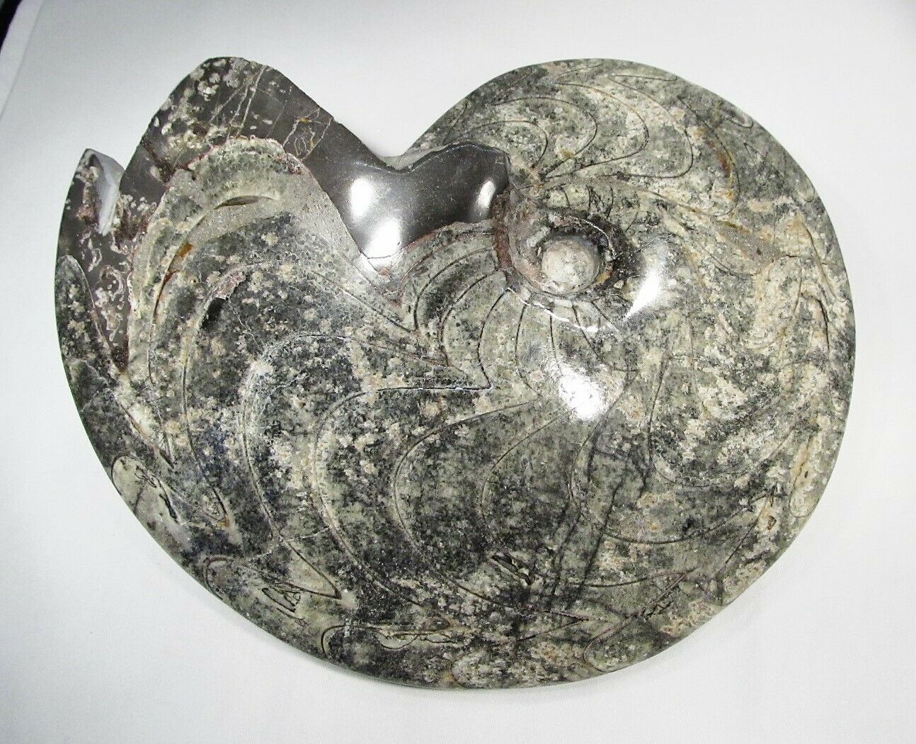 Primary image for HUGE 8lb Ammonite Fossil Specimen Beautiful!! C2686
