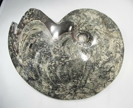 HUGE 8lb Ammonite Fossil Specimen Beautiful!! C2686 - £386.55 GBP