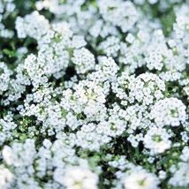 1500 Dwarf Sweet Alyssum Flower Seeds Easy Drought Heat Groundcover Container - £14.10 GBP
