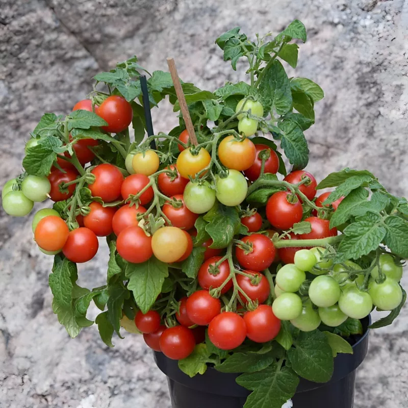 10 Seeds Jip And Janneke Micro Dwarf Tomato Quickly Beautify With Heirloom Garde - £8.99 GBP