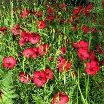 Linum Flax Scarlet Flower Seeds Home Garden 50 Seeds - £6.20 GBP