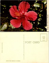 Florida State Series Lovely Red Hibiscus Flower Postcard - £7.39 GBP