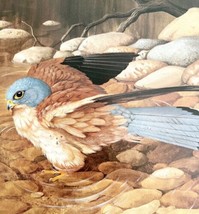 Lesser Kestrel Art Print Color Plate Birds Of Prey Vintage Nature 1979 DWT11C - £27.97 GBP