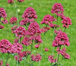 Red Valerian 100 Seeds Red Centranthus Ruber Jupiters Beard Gardening USA SELLER - £7.41 GBP