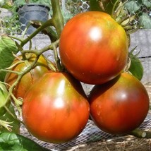 US Seller Japanese Black Truffle Tomato Russian Seeds Grown To Organic Fast Ship - £13.46 GBP