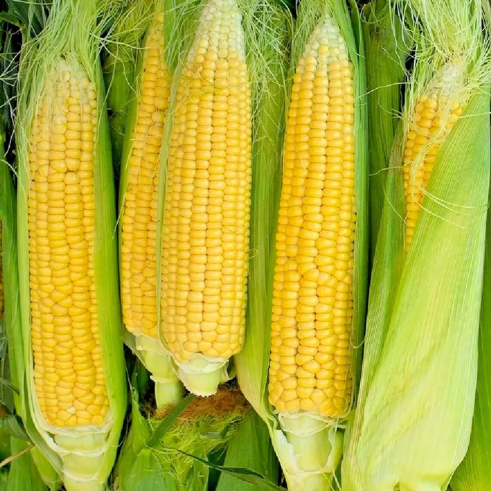 60 BANTAM 8 ROW SWEET CORN Seeds Organic Heirloom Vegetable - $3.59