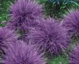 900PCS Purple Fescue Grass Seeds Festuca glauca Perennial Hardy Ornamental - £30.58 GBP
