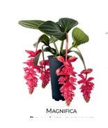 USA SELLER Royal Intenz Magnifica Medinilla Plant Live Well Rooted Start... - £63.86 GBP