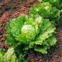 Lettuce Seed, Iceberg, Large Head, Heirloom, Non Gmo, Organic, 50+ Seeds, Garden - £1.79 GBP