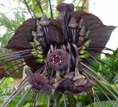 FREE SHIPPING Tacca chantrieri Bat Flower Cats Whiskers Devil Flower 20 Seeds - £11.18 GBP