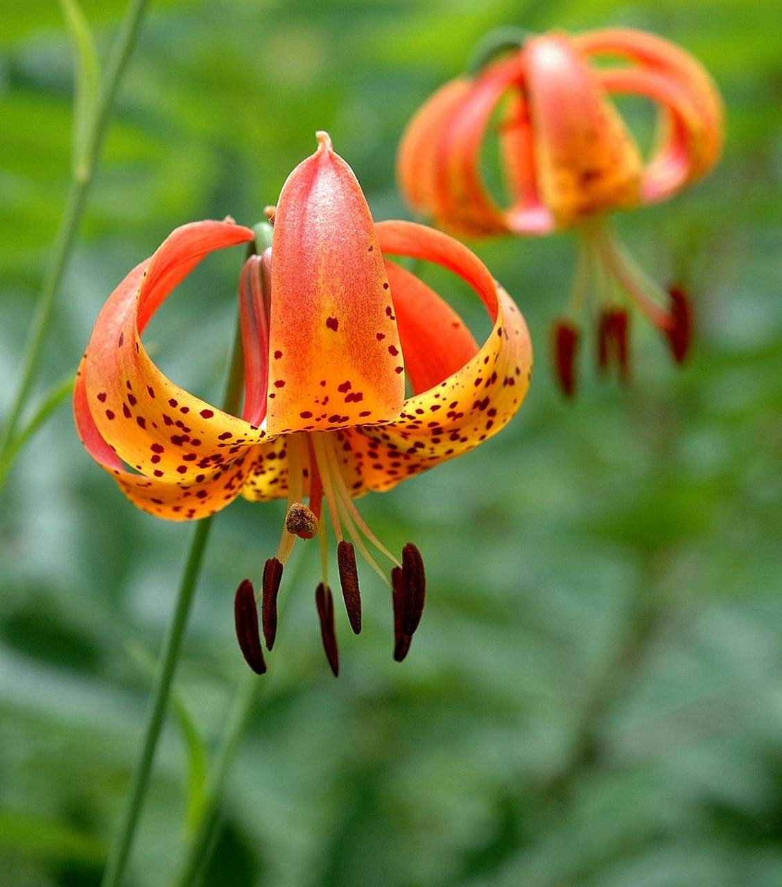 Primary image for 20 Bulbs/Roots Turk's Cap Lily Wild Flowers