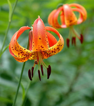 20 Bulbs/Roots Turk&#39;s Cap Lily Wild Flowers - $53.82