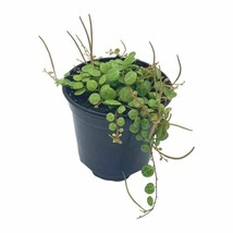 String of Turtles, Peperomia prostrata, very filled in a 4 inch pot - £11.73 GBP