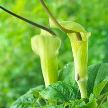 Jack In The Pulpit Arisaema Triphyllum New Fresh Garden - $41.32 CAD