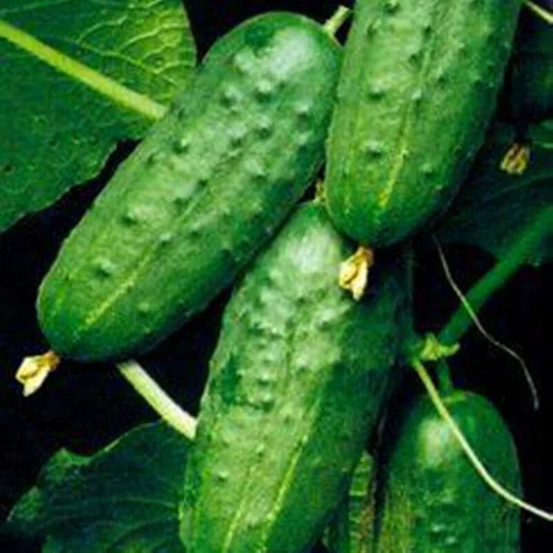 HT 25 Seeds Fountain Cucumbers ing Edible Food Garden Seeds - $14.12