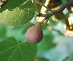 Live Plant Fig - &#39;Brown Turkey&#39; - Fruiting Fig Tree - Gardening - £32.10 GBP