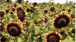 FRESH Sunflower Crimson Velvet  8&quot; Flowers Cut Flowers Bees 100 Seeds - $6.00