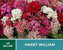 250 Pcs Sweet William Seeds Beautifully scented flowers Dianthus barbatus Seed - £15.51 GBP